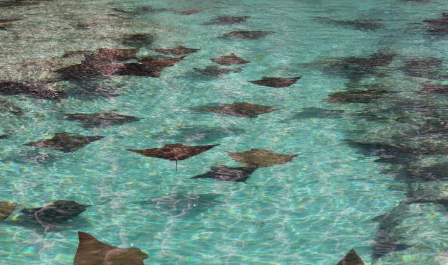 Stingray City Antigua, Seatons, Saint Philip Parish, Antigua, Antigua and Barbuda